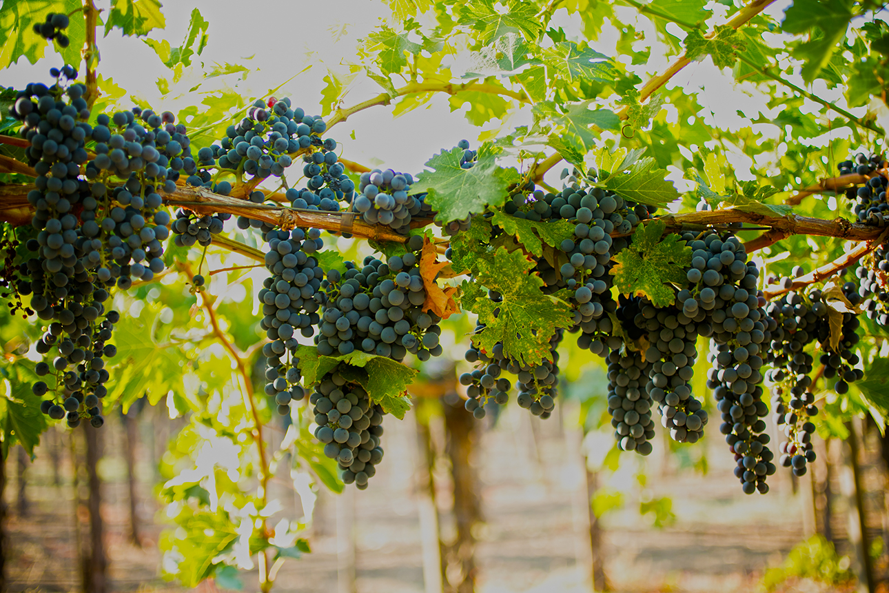Bordeaux varietals, peju winery