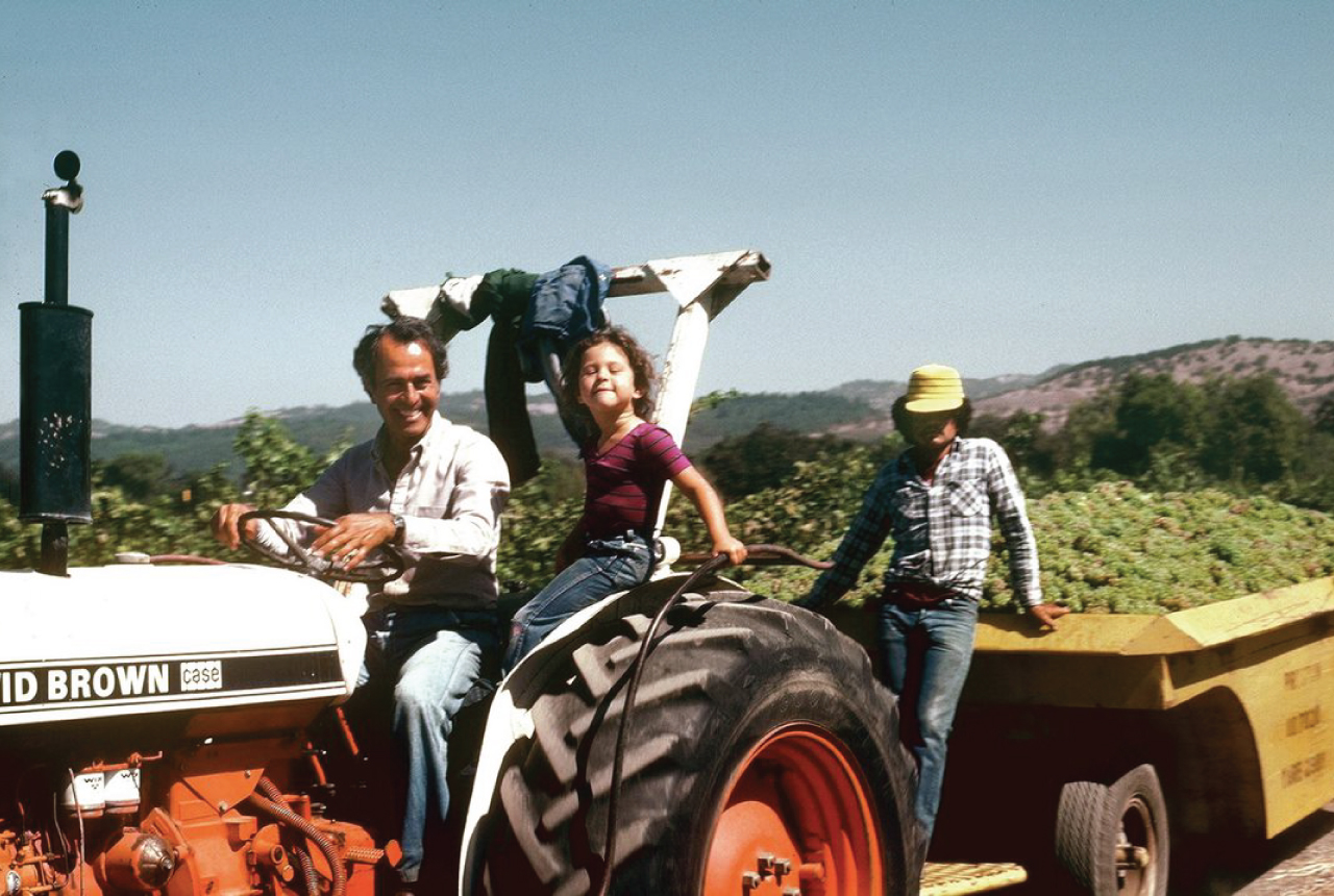 Harvesting wine in Rutherford Napa Valley