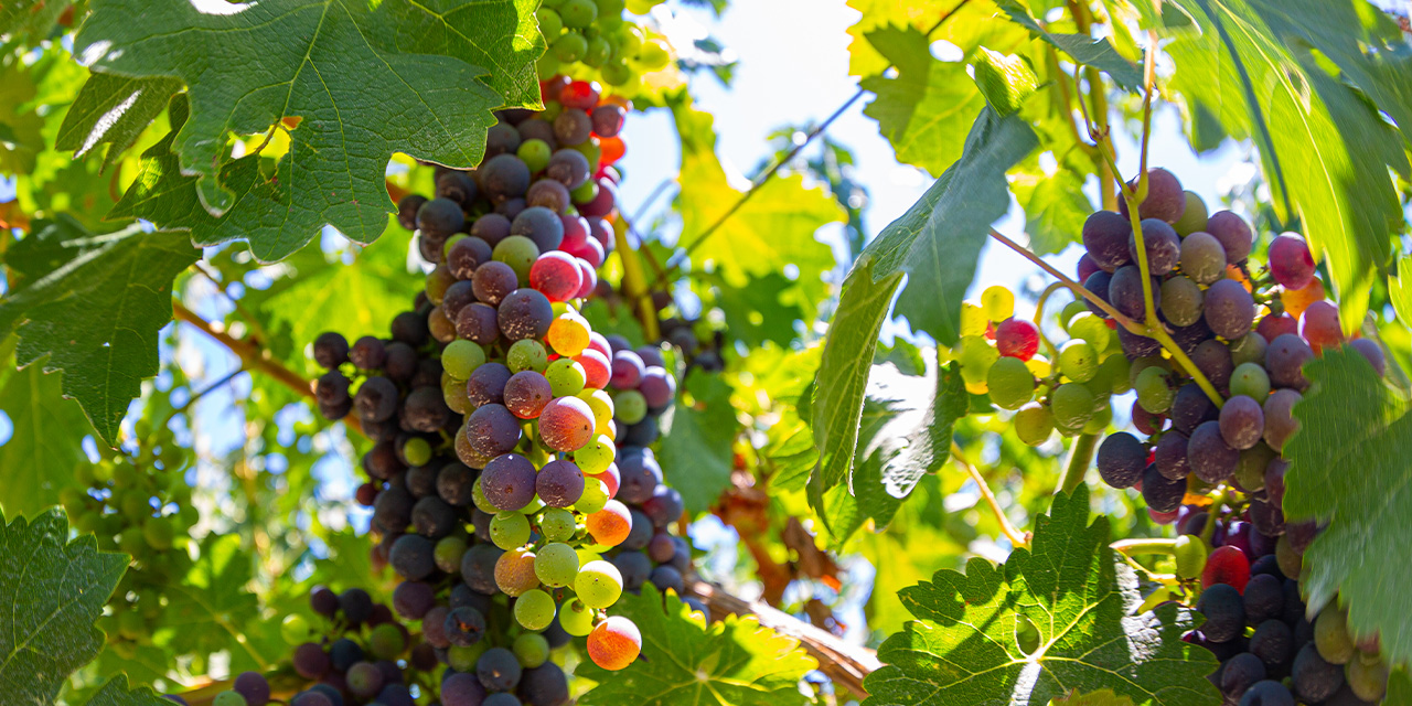 Veraison in Rutherford