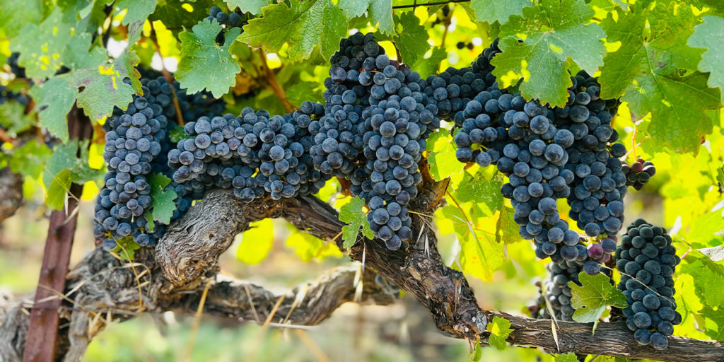 Cabernet Sauvignon September 2022
