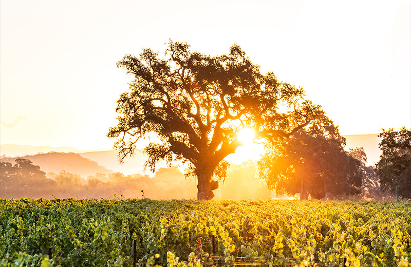 Vineyard Sunrise