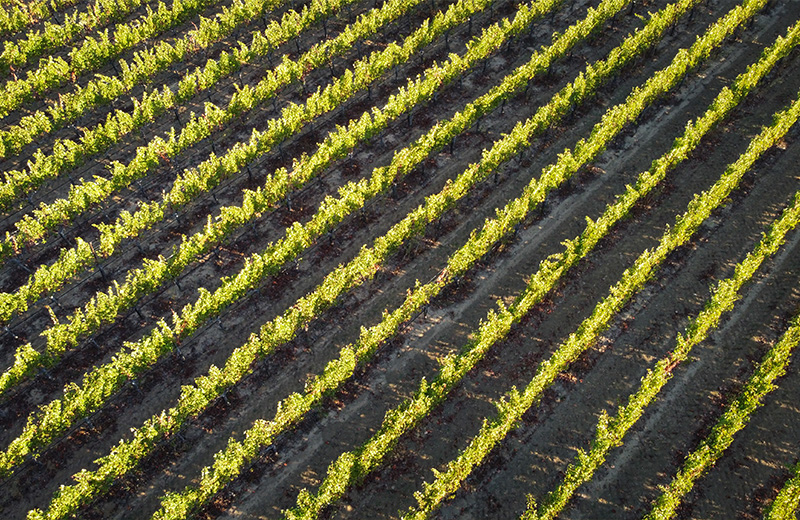 Vineyard Drone Shot