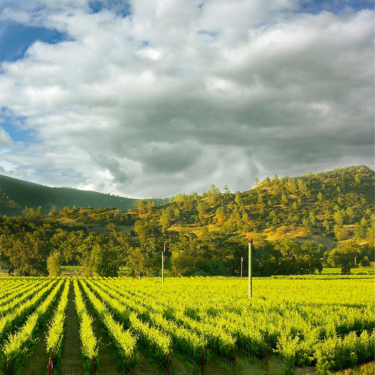 PEJU Estate Vineyard