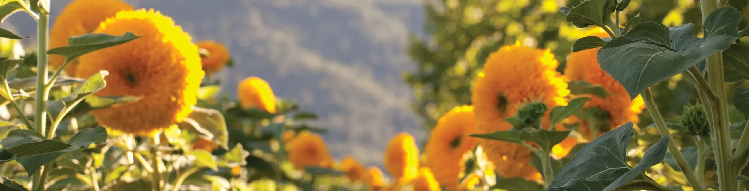 TeddyBear Sunflowers