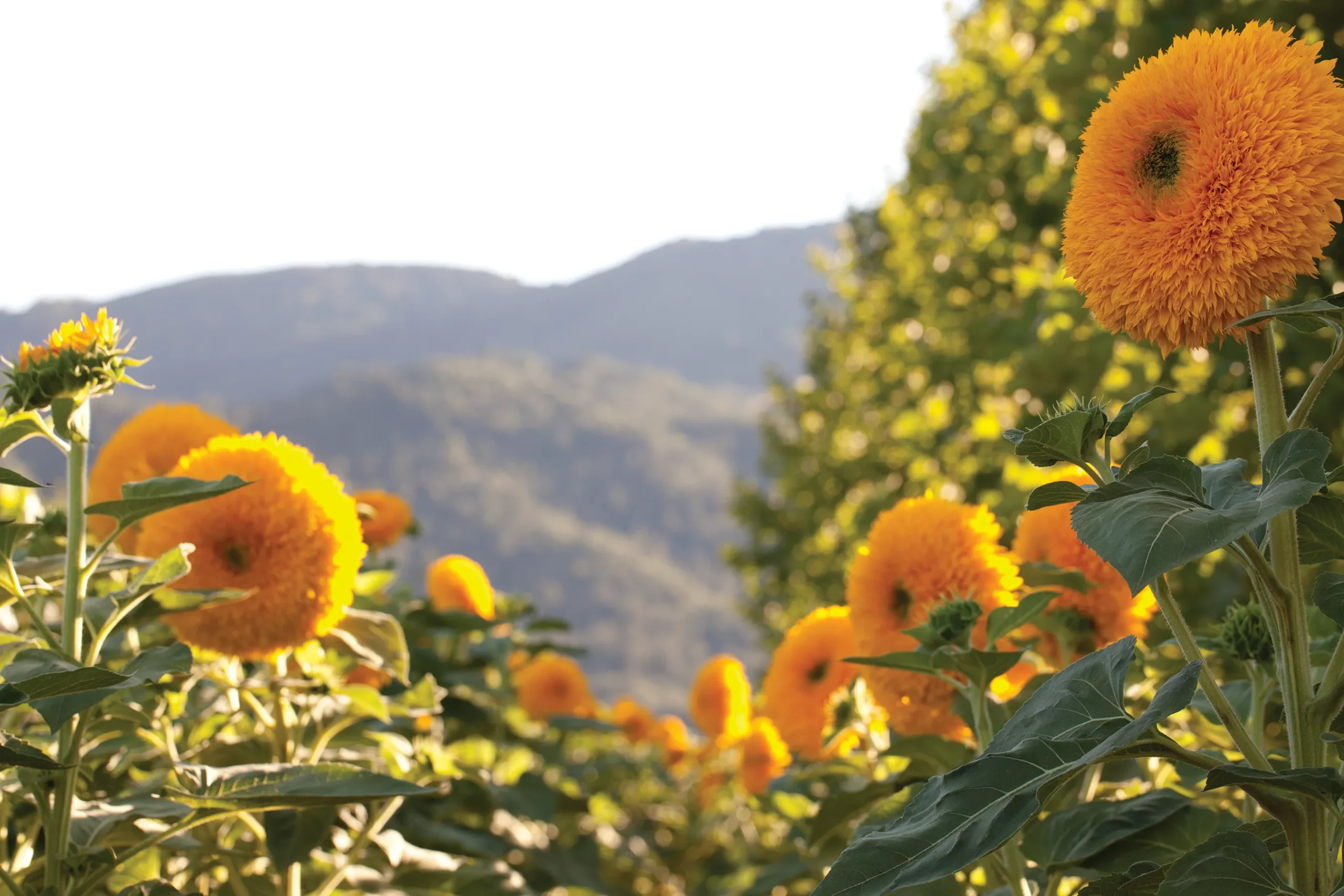 TeddyBear Sunflowers