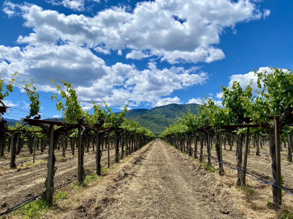 Hb Vineyard