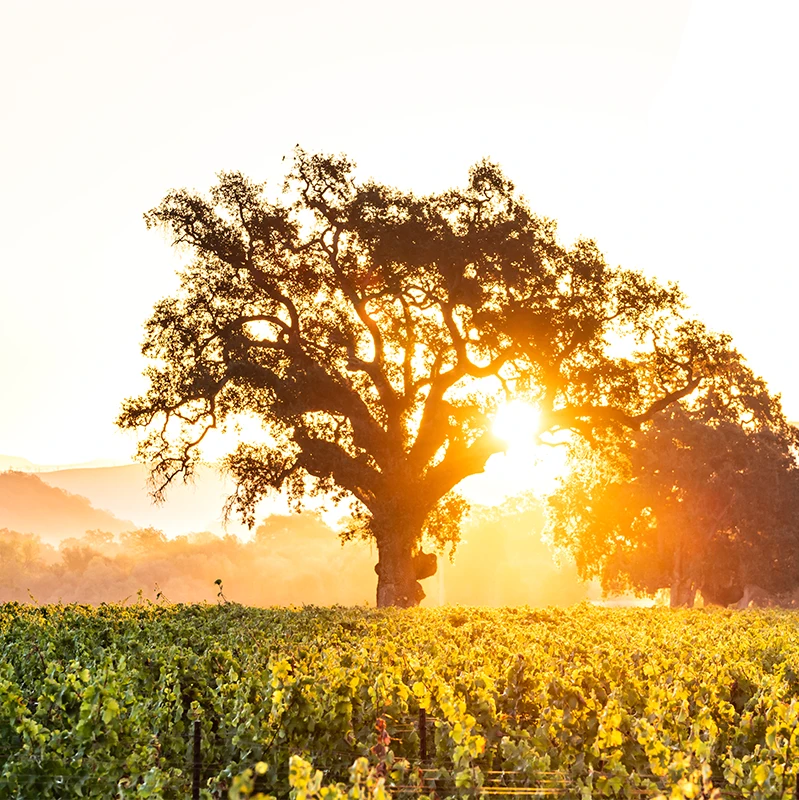 1% for the planet member