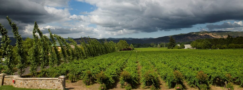 PEJU Winery HB Vineyard Rutherford Napa Valley estate Cabernet Sauvignon